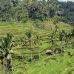 rice_ubud_v_0034_bal0849.jpg